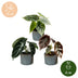 3x Baby Alocasia Tricolour Trio im Ø6cm Topf, tropisch Bild 5