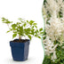 Green boutiQ - Perennial - Astilbe (J) Deutschland - Plume Spiraea - Shade - White - 24 Plants - Pot 11cm - Height 15-25cm Bild 1