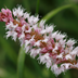 48x Persicaria aff. 'Superba' perennial, 10-25cm, Ø9cm Bild 7