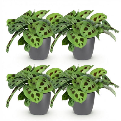 Green BoutiQ Maranta Fascinator Kerchoveana Zebrapflanze 4er Set