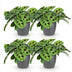 Green BoutiQ Maranta Fascinator Kerchoveana Prayer Plant Set of 4 Bild 2