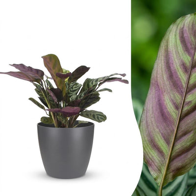Green boutiQ - Ctenanthe Burle Marxii - Fischgräten-Gebetspflanze - 1 Plant - met Potter Grijs - Pot 12cm - Hoogte - 30cm