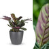 Green boutiQ - Ctenanthe Burle Marxii - Fischgräten-Gebetspflanze - 1 Plant - met Potter Grijs - Pot 12cm - Hoogte - 30cm Bild 1