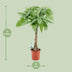 Glückskastanie Pachira Aquatica - Ø19cm, ↕80cm Bild 2
