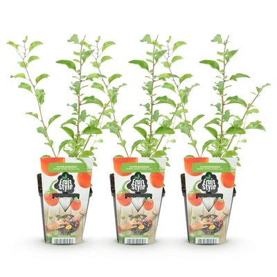 Goji-Beere (Lycium Barbarum): 3 robuste Winterharte Pflanzen im 9cm Topf