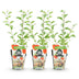 Goji-Beere (Lycium Barbarum): 3 robuste Winterharte Pflanzen im 9cm Topf Bild 2