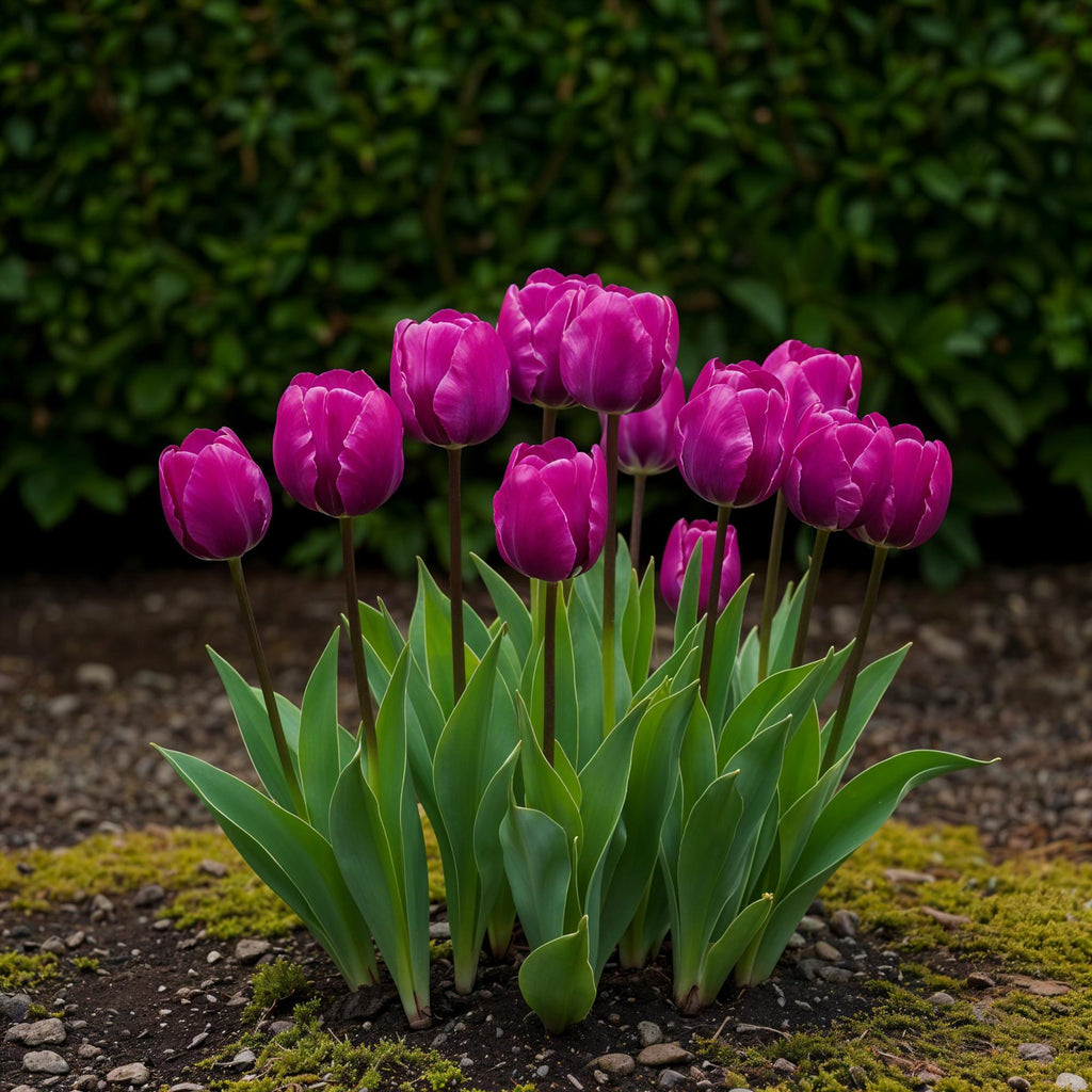 GreenboutiQ - Blumenzwiebeln - Tulp Triumph Purple - Bulbs Hardy Perennial - Farbe Lila - 15 Stück - Zwiebelgröße 11/12 - XXL Pack
