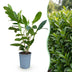 Green boutiQ - 16x Prunus laur. Caucasica - Lorbeer-Kirsche - Heckenpflanzen - Immergrün - Grün - Topf 9cm - Höhe 25-35cm Bild 3
