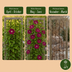 4x Clematis Rouge Cardinal - Waldrebe Rouge Cardinal - Rot - Kletterpflanze - Ø9cm - ↕35cm Bild 6
