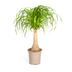Beaucarnea Recurvata Stamm Ø21cm - ↕60-80cm - Elefantenfuß Bild 1