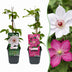 12x Clematis Duo Pink & White - Waldrebe Duo Pink & White - Weiß - Rosa - Kletterpflanze - Ø9cm - ↕35cm Bild 1