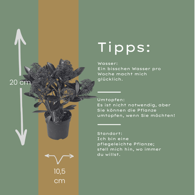 Set mit 3 Skimmia ‚Rubella‘ – Ø 10,5 cm – ↨ 20-25 cm
