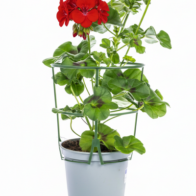 8x Hängegeranien 'Rot' Ø12 cm - ↕20 cm