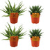 2x Aloe Spider & 2x Gasteria Aurora Hybrid Sukkulenten-Set Ø10,5cm Bild 1