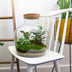 Flaschengarten - Fat Joe - ↕ 30 cm - Keine Werkzeuge Bild 4