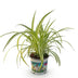 Bunte Graslilie - Chlorophytum comosum Variegatum - 12cm Topf Bild 2