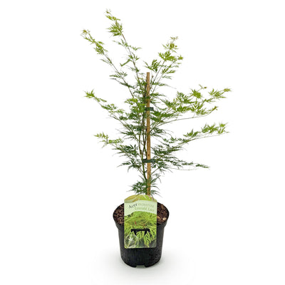 Japanischer Ahorn 'Emerald Lace' - Balkon & Topf - Grün