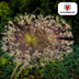 Allium schubertii Zwiebeln – 5 Stück, spektakuläre Blütenpracht Bild 3