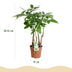 Green boutiQ - Zimmerpflanzen - Pachira Aquatica Mehrstamm - Geldbaum - Wenig Pflege - Grün - 2 Pflanzen - Topf 17cm - Höhe 50-55cm Bild 3