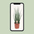 Sansevieria Mikado - Zimmerpflanze Ø19cm, ↕70cm Bild 5