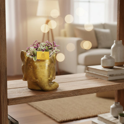 Tradescantia Sweetness - Ø10,5cm - ↕10cm + Planter Olifant D11/12x10cm - Gold