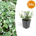 24x Euonymus 'Emerald Gaiety' - 10-25cm pot Ø9cm Bild 1