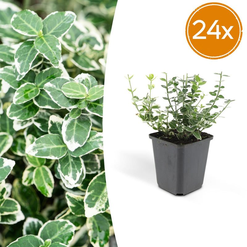 24x Euonymus 'Emerald Gaiety' - 10-25cm pot Ø9cm