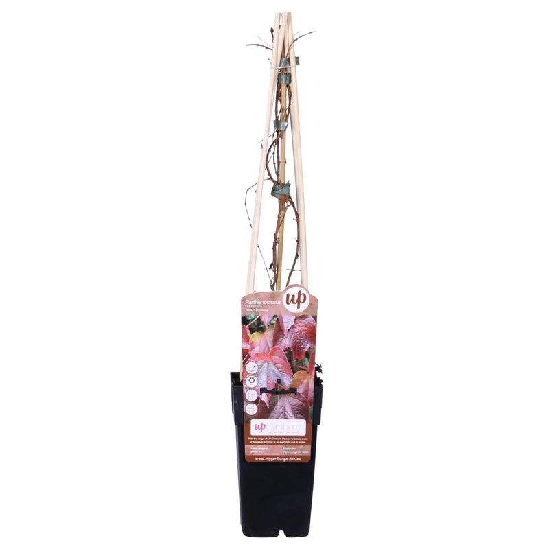 Parthenocissus 'Veitch Boskoop' Kletterpflanze - Ø15cm, 65cm hoch