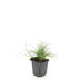 24x Luzula nivea (Schneegarben) - 10-25cm hoch, Ø9cm Topf Bild 2