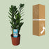 ZZ-Pflanze Zamioculcas Zamiifolia: Ø14cm, 55cm hoch Bild 5