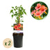 GreenboutiQ Trumpet Vine 'Madame Galen' - Orange Flower, 2 plants Bild 1