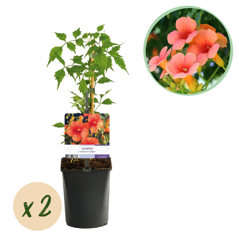 GreenboutiQ Trumpet Vine 'Madame Galen' - Orange Flower, 2 plants