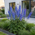 Green boutiQ - Perennial - Delphinium (P) Blue Bird - Larkspur - Bee and Butterfly Attractors - Blue - 12 Plants - Pot 11cm - Height 15-25cm Bild 5