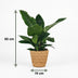 Philodendron Imperial Green Zimmerpflanze im Korb, 65cm Bild 3