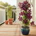Clematis Niobe, red flowers, ↨65cm, pot Ø15, 4 pieces Bild 3