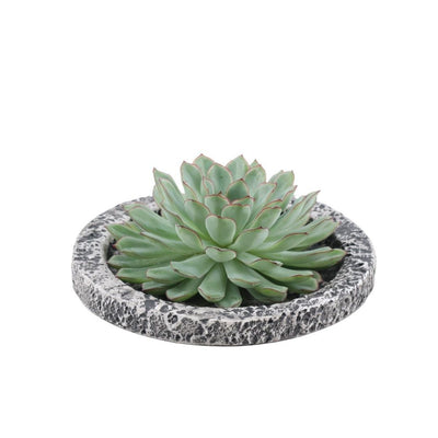 Wurzellose Echeveria Pulidonis im Beton-Übertopf Ø20cm