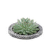 Wurzellose Echeveria Pulidonis im Beton-Übertopf Ø20cm Bild 1