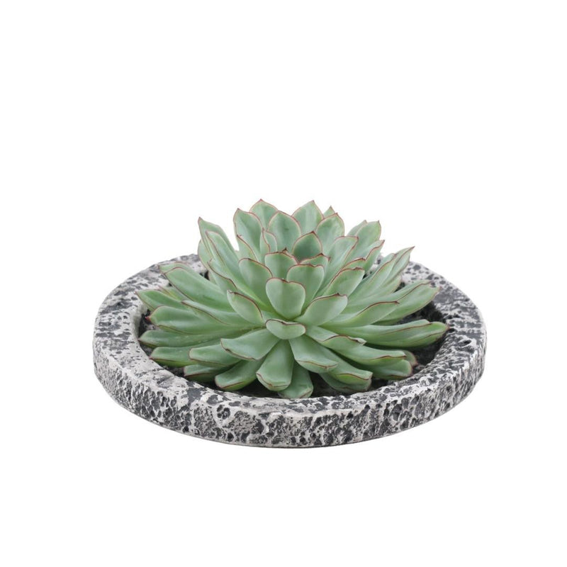 Wurzellose Echeveria Pulidonis im Beton-Übertopf Ø20cm
