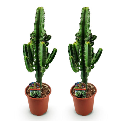 Euphorbia eritrea, Afrikanischer Milchbaum, pflegeleicht, Topf 17cm