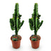Euphorbia eritrea, Afrikanischer Milchbaum, pflegeleicht, Topf 17cm Bild 2