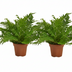 Blechnum Silver Lady Farn: 2 Stück, Ø17cm, ↕50cm Bild 1