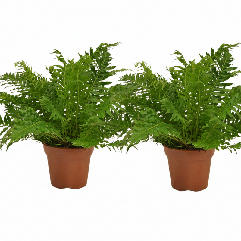 Blechnum Silver Lady Farn: 2 Stück, Ø17cm, ↕50cm