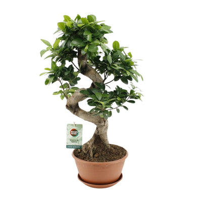 Ficus Ginseng – Dekorative Zimmerpflanze, 60cm Höhe, 22cm Topf