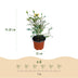Green boutiQ Rosa Tricolor Fairy Rose, winterhart, Gelb-Rosa Bild 3