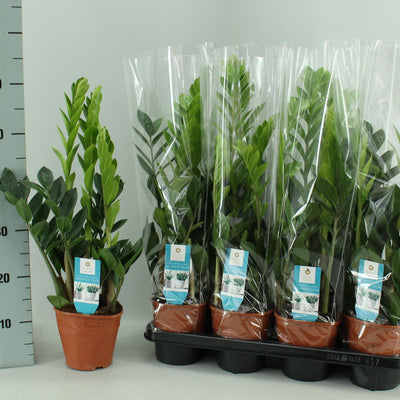 Zamioculcas 14cm Topf – Glänzende Blätter, pflegeleichte Zimmerpflanze