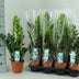 Zamioculcas 14cm Pot – Glossy Leaves, Easy-Care Houseplant Bild 2