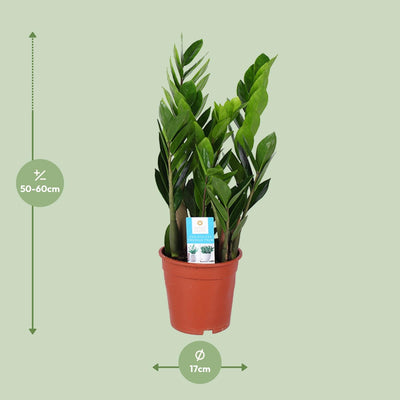 Zamioculcas Zamiifolia (ZZ-Pflanze) - Ø17cm, ↕60cm