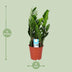 Zamioculcas Zamiifolia (ZZ-Pflanze) - Ø17cm, ↕60cm Bild 2