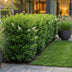 Green boutiQ - 16x Ligustrum ovalifolium - Gewöhnlicher Liguster - Heckenpflanzen - Immergrün - Grün - Topf 9cm - Höhe 35-45cm Bild 7