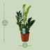 Zamioculcas Zamiifolia (ZZ-Pflanze) Ø17cm H65cm Bild 2